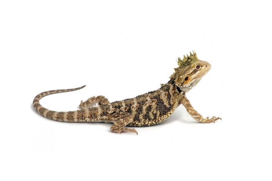 Proč Agama vousatá?