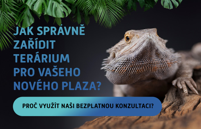 Jak správně zařídit terárium pro vašeho nového plaza?