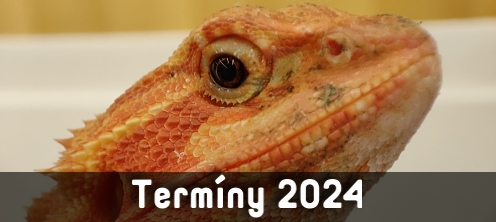 Termíny