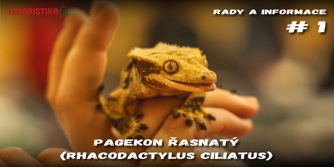 Pagekon řasnatý