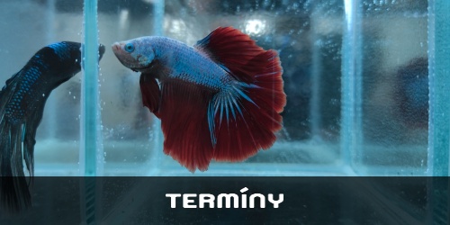 Termíny