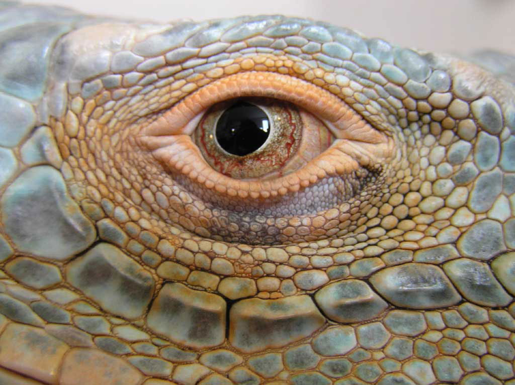 Leguán zelený, Iguana iguana (Linnaneus 1758) - taxonomie 2020