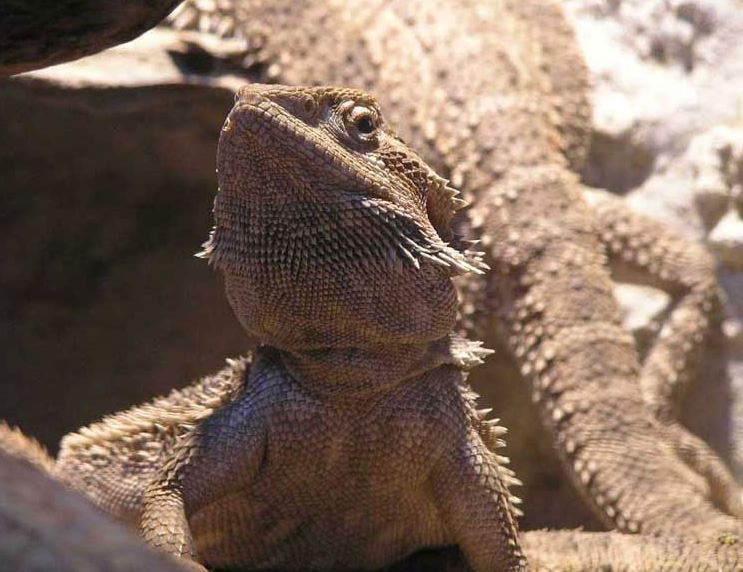 Agama vousatá - osvětlení terária