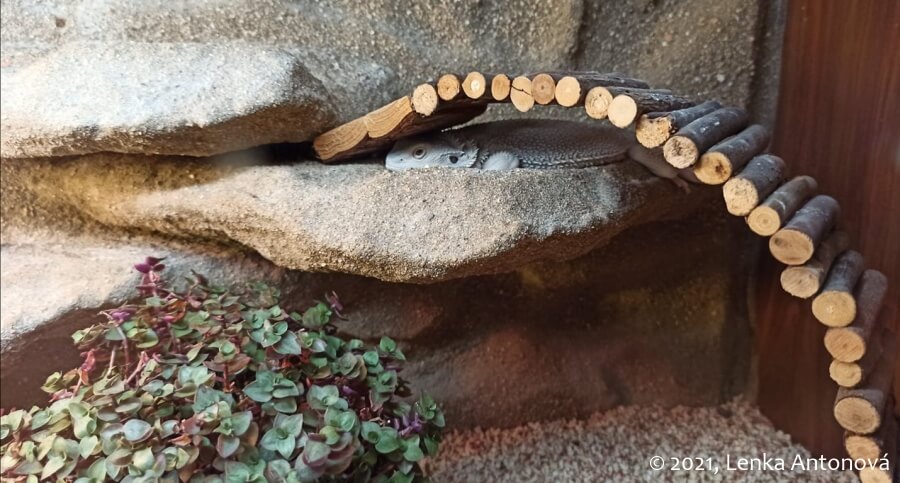 Agama vousatá není aktivní. Čas na zimování?