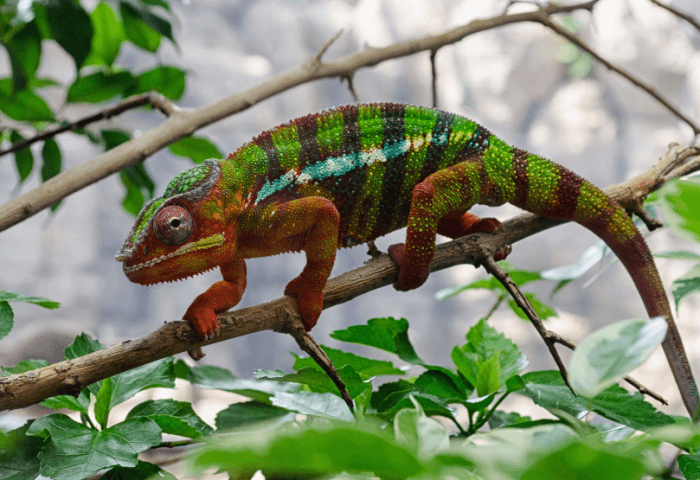 Chameleon pardálí a jeho chov