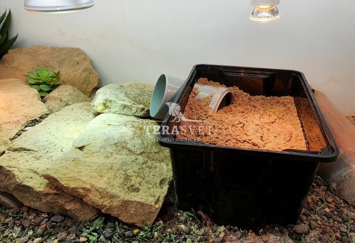 Kladiště pro agamu vousatou