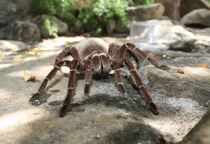 Seznamte se s největšími pavouky, kteří obývají naši planetu
