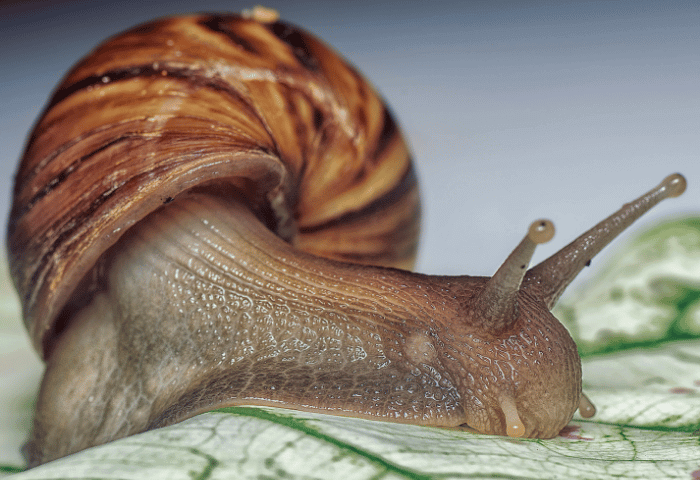 Oblovka žravá: Vše o chovu afrického šneka