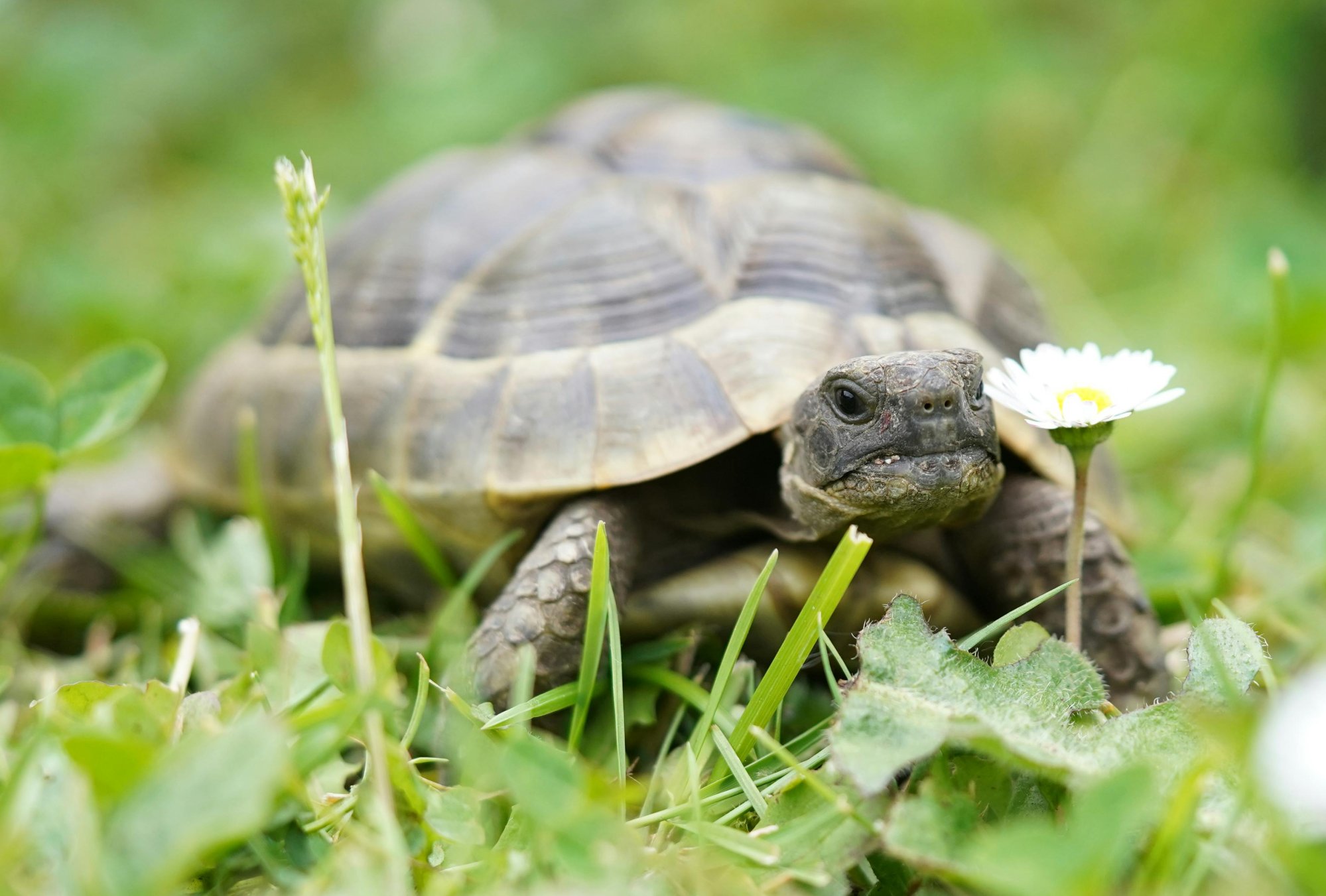 Jak chovat suchozemskou želvu a je vhodná pro začátečníky?