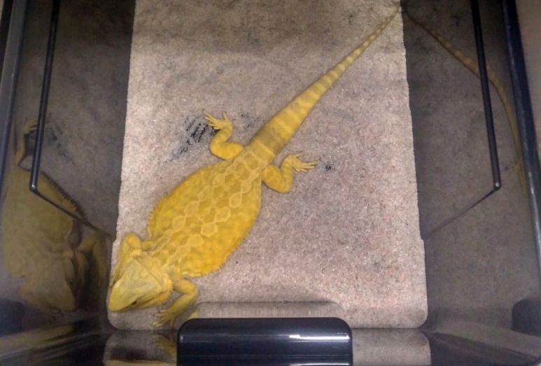 Zimování agamy vousaté