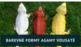 Chov agamy vousaté - David Mužíček