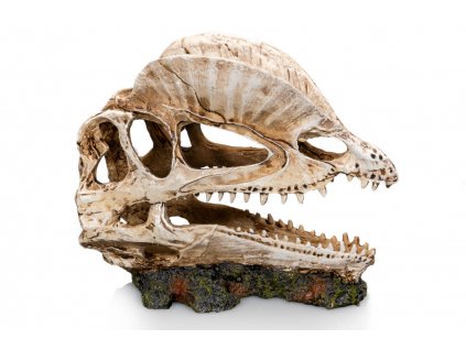 GiganTerra Lebka Dilophosaurus - dekorace do terária, akvária