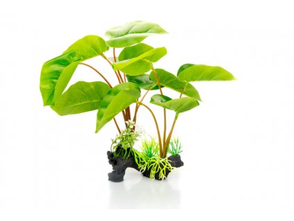 GiganTerra Rostlina Philodendron 30 cm (6)