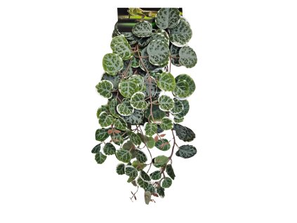 Repto Plant Hanging Round Leaves 46 cm