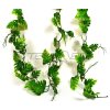 Lucky Reptile Pothos Vine cca 200 cm