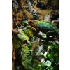 Lucky Reptile Pothos Vine cca 200 cm