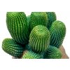 GiganTerra Umělý Kaktus do terária Mexico (6)