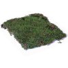 Terrario Shadow Forest Moss 35x30 cm (4)