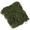 Terrario Shadow Forest Moss 35x30 cm (2)