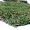 Terrario Shadow Forest Moss 35x30 cm (3)