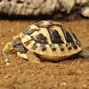 Habistat Tortoise Bedding (1)