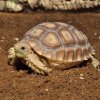 Habistat Tortoise Bedding (2)
