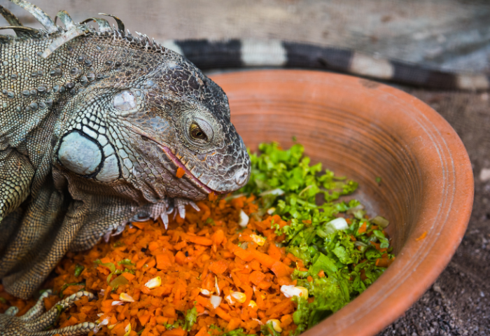 Rastlinná potrava pre agamy, leguány, korytnačky a ďalšie druhy