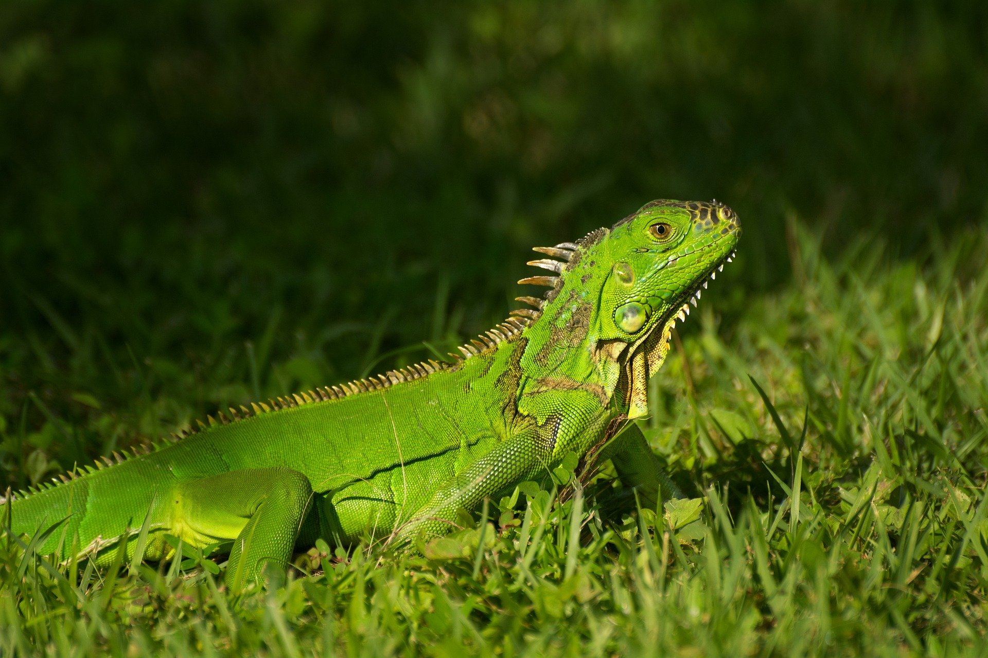 Chov leguána zeleného stojí na teráriu, ktoré vie urobiť trópy bezpečne