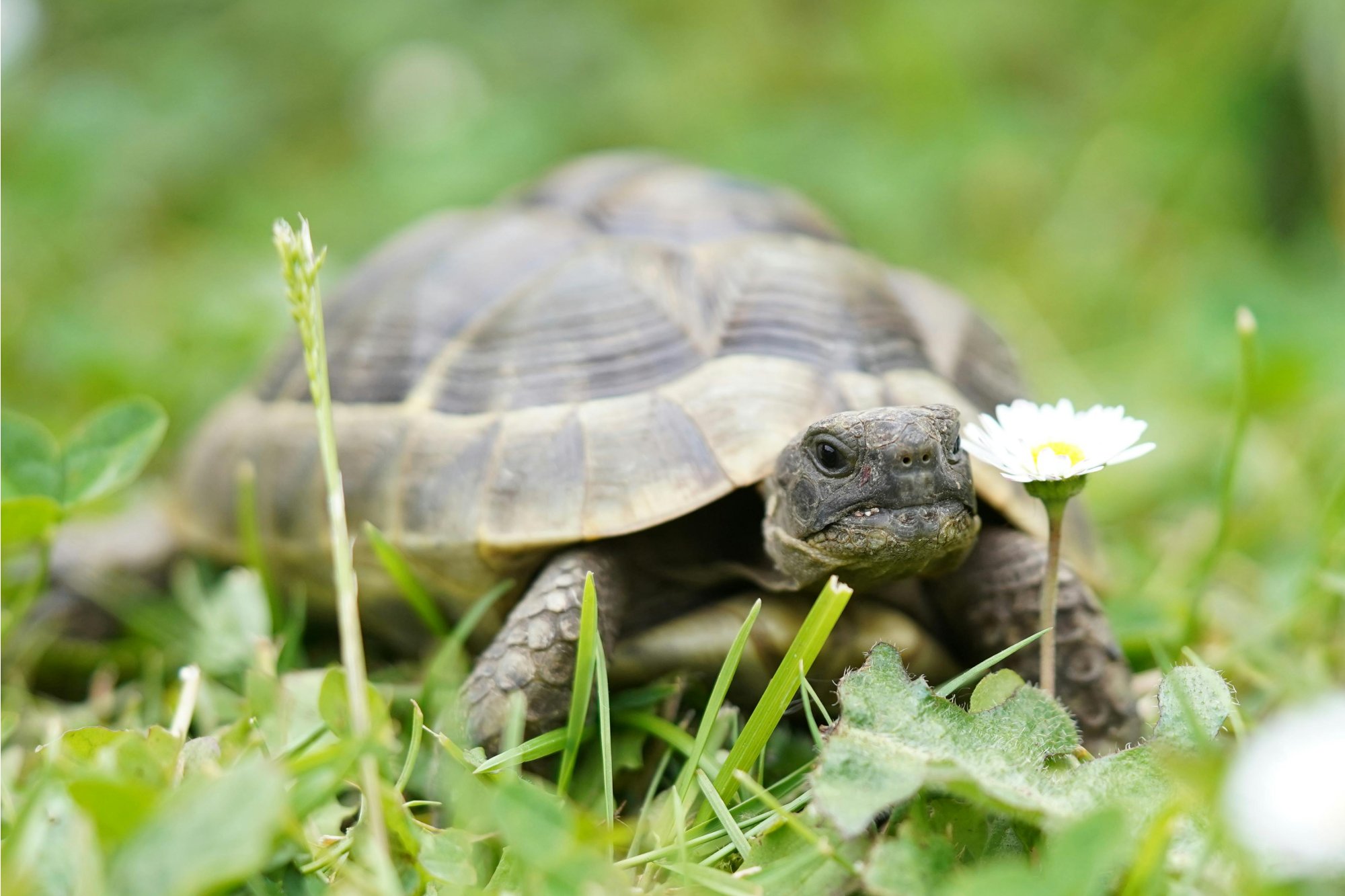 Ako chovať suchozemskú korytnačku a je vhodná pre začiatočníkov?
