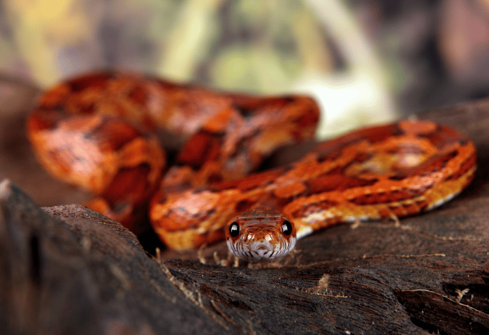 Chov užovky červenej: Kompletný sprievodca