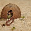 Habistat Snake Bedding 5 l(3)