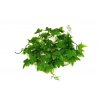 Lucky Reptile Jungle Ivy Vine 200 cm
