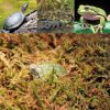 Repti Zoo Repti moss 100g (2)