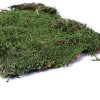 Terrario Shadow Forest Moss 35x30 cm (1)