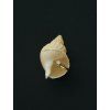 Flora Ring