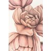 Pink Peonies, tisk