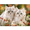 Puzzle Perská koťata 200 dílků