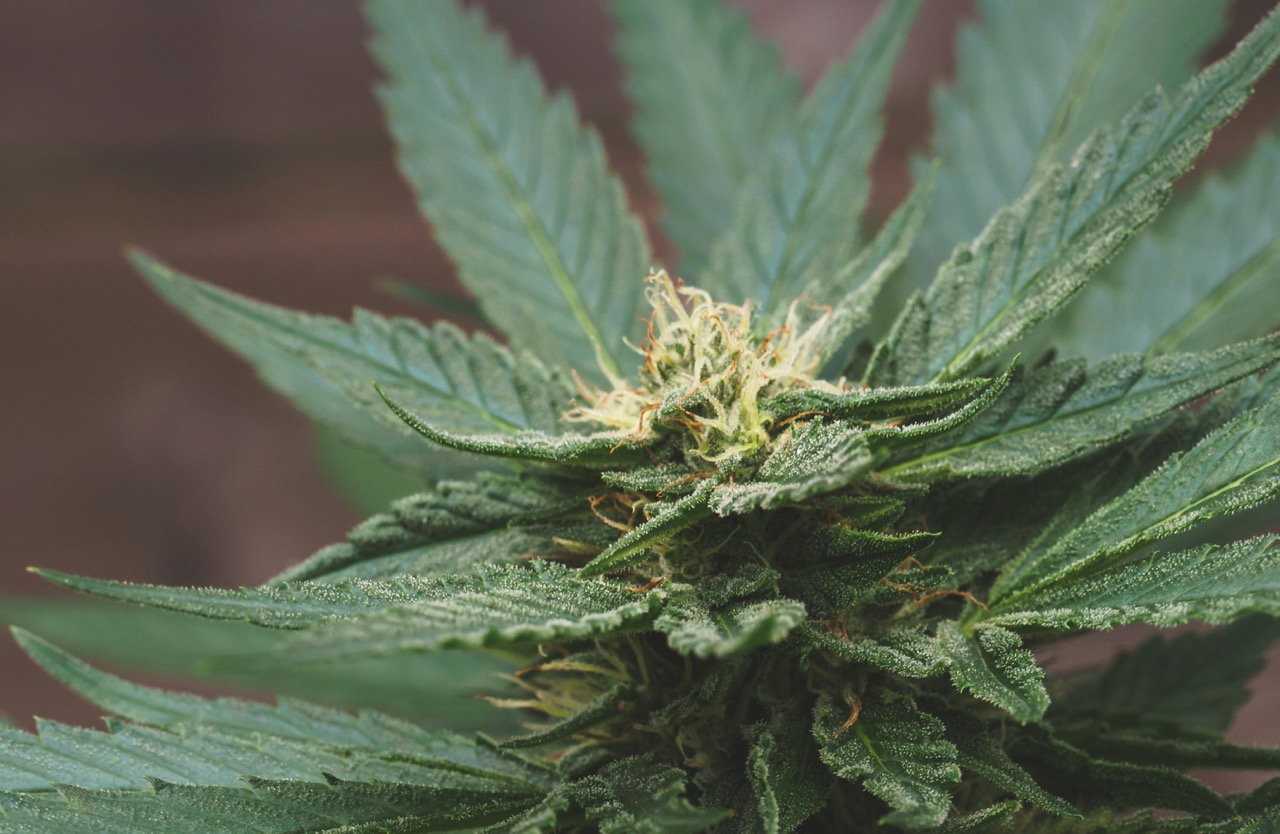 Autenticita bez kompromisů