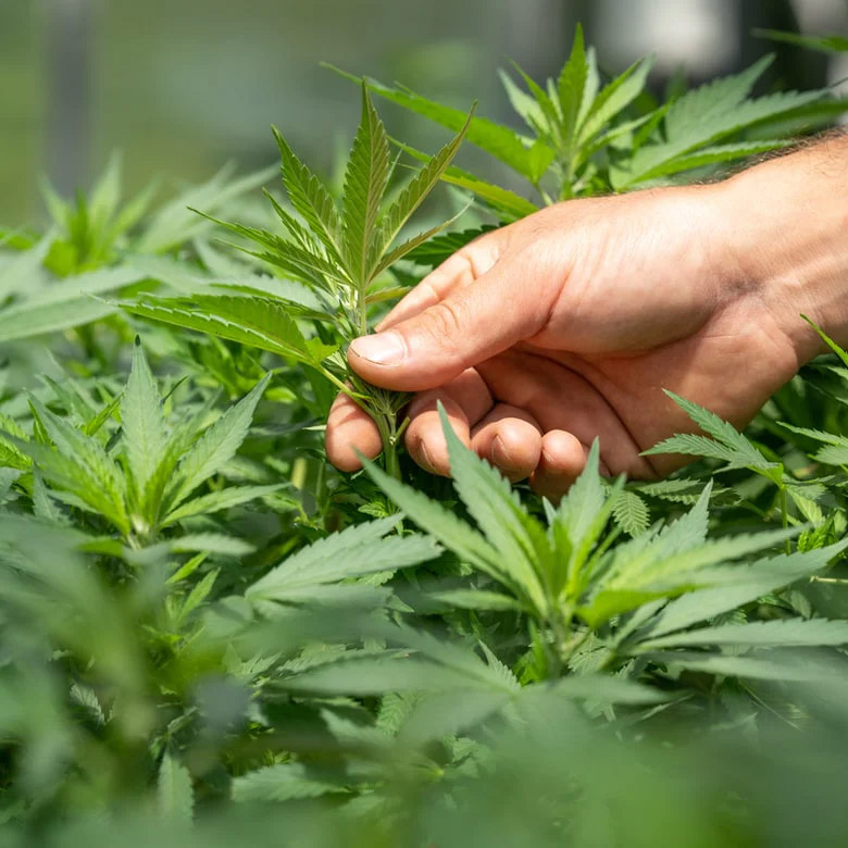 Rozdíl mezi terpeny a esenciálními oleji: Co je pro vás lepší?
