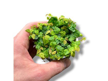 Photoroom 20260404 195513