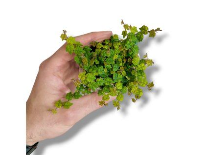 Photoroom 20260404 200506