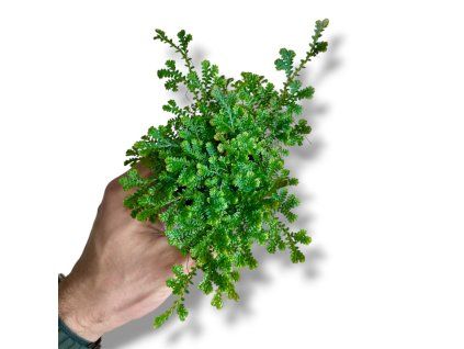 Photoroom 20260404 201541