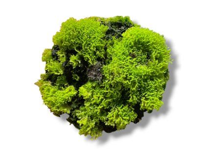 Photoroom 20260404 202152