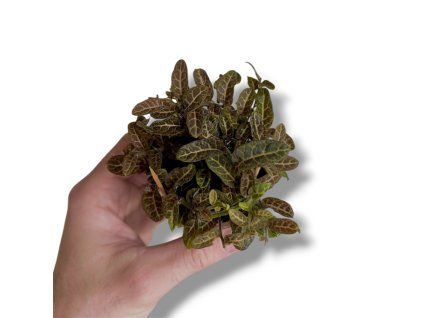 Photoroom 20260405 202723