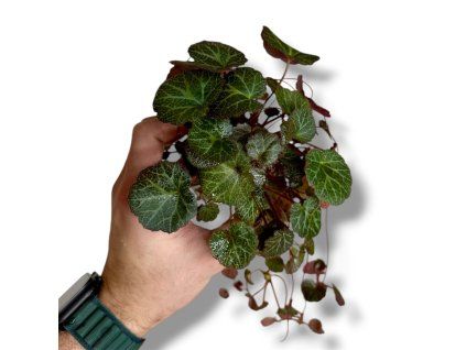 Photoroom 20260405 203041