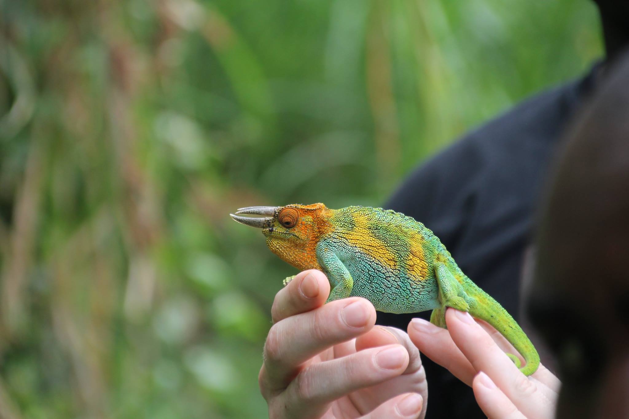 Jak to vše začalo ...
