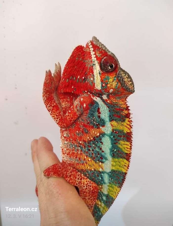 Chameleon pardálí ( Furcifer pardalis )