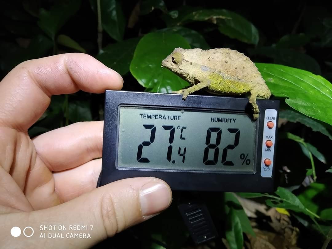 Rieppeleon brevicaudatus