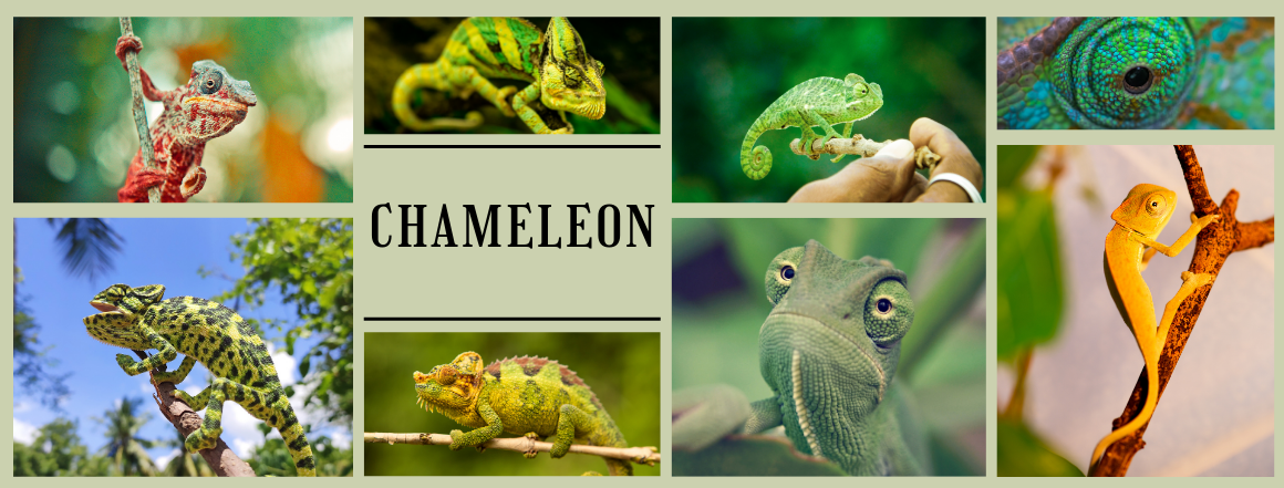 Banner Chameleon