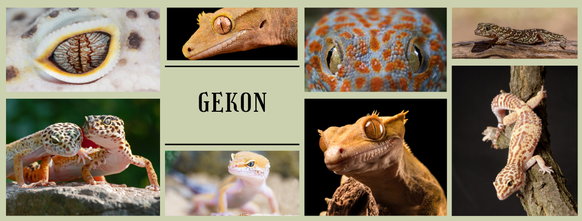 Banner Gekon